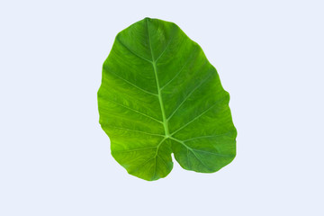 Obraz premium Green bon leaves on white background, Rain season nature leaf.