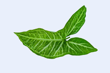 Green bon leaves on white background, Rain season nature leaf.