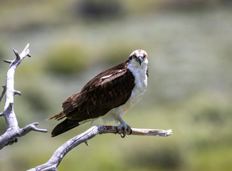 Osprey