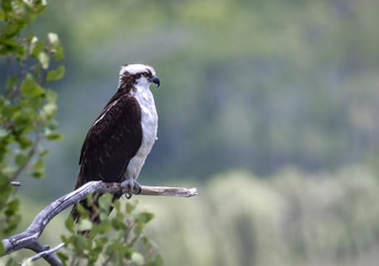 Osprey