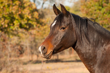 Dark bay Arabian horse in fall pasture