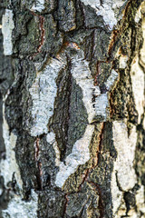 Texture