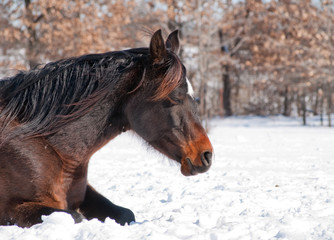 Close up image of a dark bay horse sleeping on snow in bright winter sun