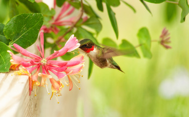 Ruby-throated Hummingbird male feeding on tubular pink flowers of Goldflame Honeysuckle in early summer