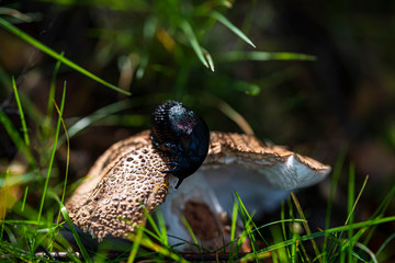 Mushroom 