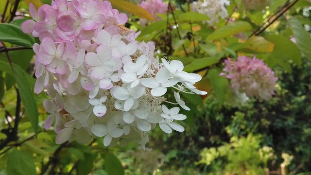 Hydrangea paniculata grandiflora on autumn.