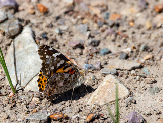 Painted Lady Butterfly