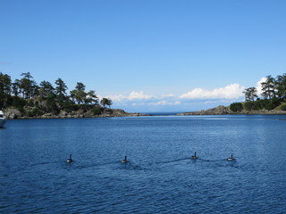 Island Ducks, Pender Island 