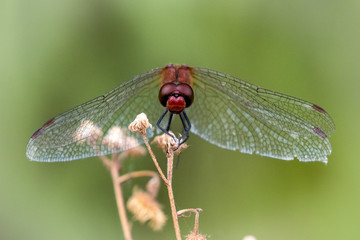 Dragonfly