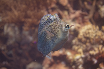 Honeycomb Cowfish