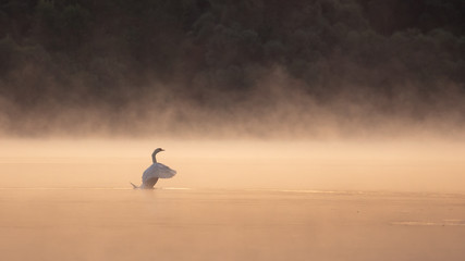 Swan Lake