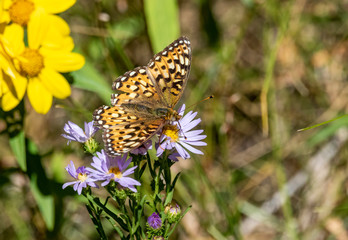 Painted Lady Butterfly