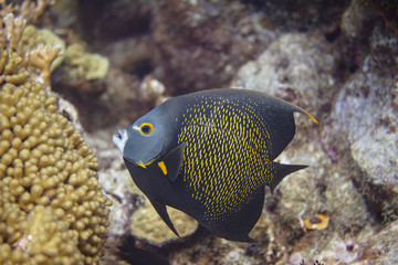 French Angelfish