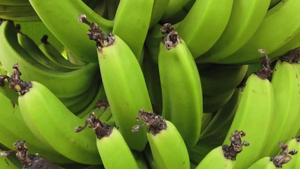 Close up of many green dwarf lady finger banana (musa acuminata) fruits.