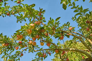 Pommes en abondance, suspendue dans l'arbre fruitier