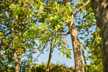 Pomme rouge et jaune suspendue à sa branche