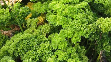 Parsley bed in garden. Close up footage with motion.