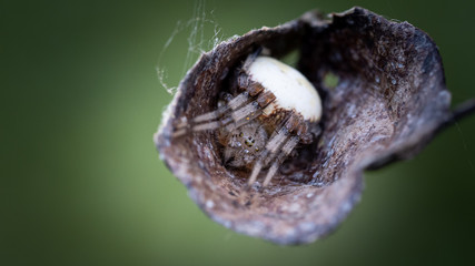 Hammock Spider