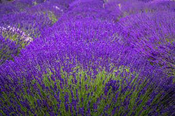 Naklejka premium Blooming lavender fields in Pacific Northwest USA