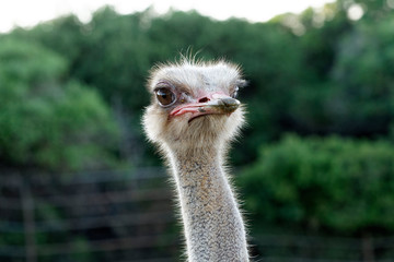 Common ostrich from zoo in Brijuni National Park