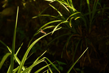 Libellule demoiselle brune cuivrée