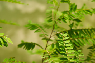 Libellule aux yeux bleus sur une feuille