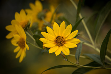 yellow flower on green background
