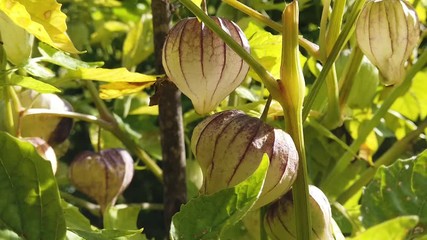 Tomatillo, also known as the Mexican husk tomato in a garden.