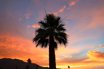 Palm trees silhouetted against a golden sunset sky