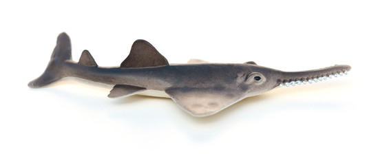 toy saw shark model on white background