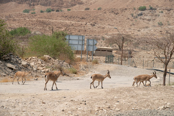 A Group of Wild Goats Cross Streets in the Dessert