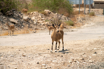 Close Up View of Goat on a Desert Road