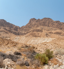 Wide Angle Wide of the Desert With Nubian Ibex hurd in the middle