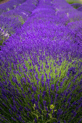 Fototapeta premium Blooming lavender fields in Pacific Northwest USA