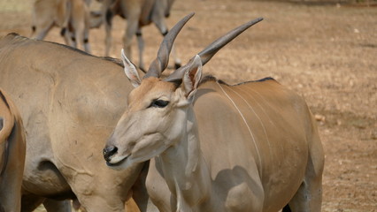 Antilope alcina della savana