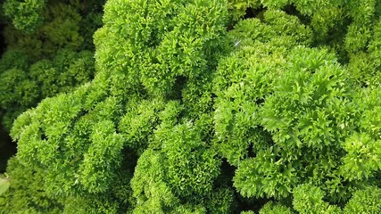 Petroselinum crispum var. crispum Mooskrause parsley in a garden.