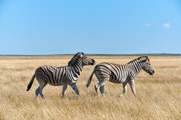 Fototapeta na wymiar Two zebras walking in the savannah.