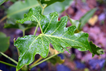 tropical rain drops in vibrant green leaf
