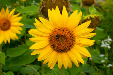 bright sunflowers on a large field on a sunny day