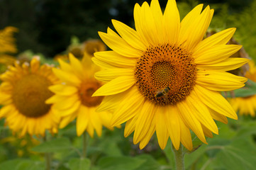 Obraz premium bright sunflowers on a large field on a sunny day