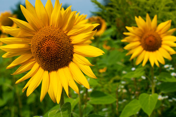 bright sunflowers on a large field on a sunny day
