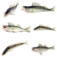 Predator Zander fish Isolated object On White Background.