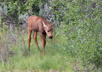 Calf Moose