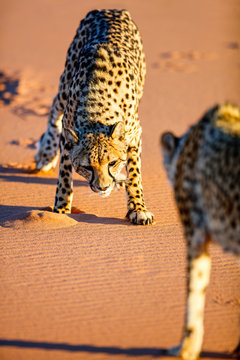 Close up of cheetah