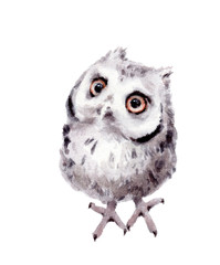 Baby Owl Watercolor Hand Painted Wild Bird Illustration isolated on white background