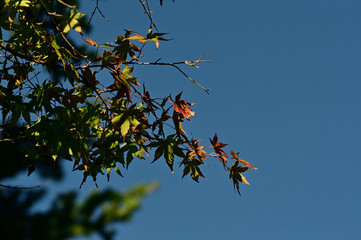The maples have put on their autumn colours