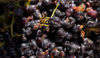 Wine-making. Technology of wine production. The folk tradition of making wine. Wine production in Moldova. The ancient tradition of grape processing.