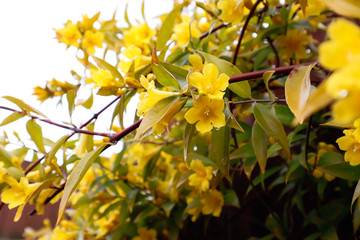 yellow flowers have water drop after rain