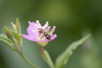 ユウゲショウの花から出てくるハチ