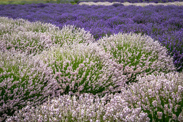 Fototapeta premium Blooming lavender fields in Pacific Northwest USA